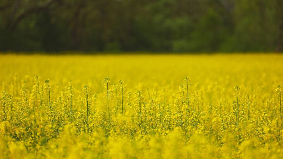 Champ de fleurs en pleine floraison, illustrant la saison des pollens responsables des allergies nocturnes